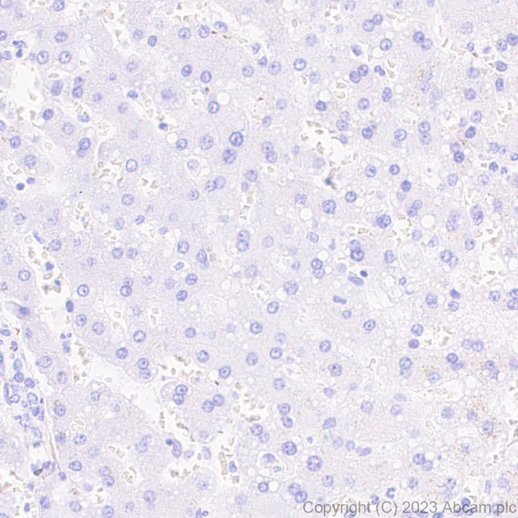 Anti-HCN3 antibody [EPR27844-43] - BSA and Azide free(AB313792)