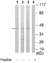 Anti-NR2F6/EAR-2 antibody(ab65012)