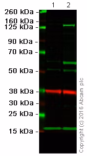 Inos Antibody Ab15323 Western Blot Img85123