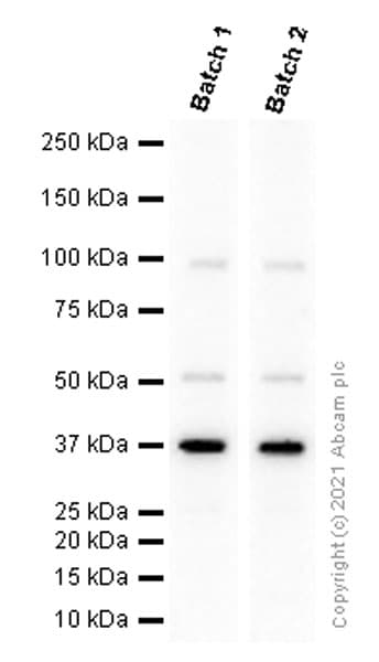 Anti-Rad51 antibody [EPR4030(3)](AB133534)