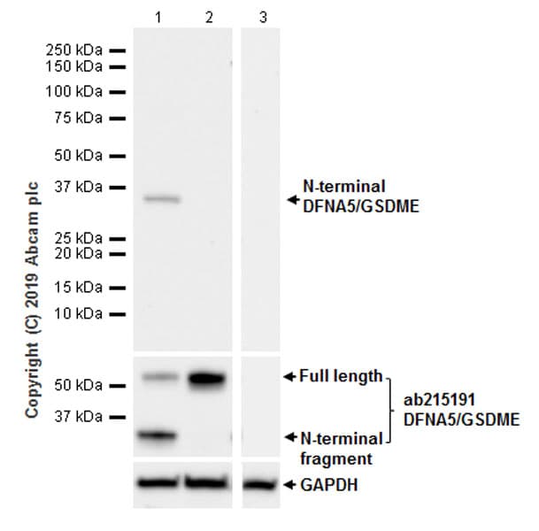 Anti-cleaved N-terminal DFNA5 / GSDME antibody [EPR20867-248] - BSA and Azide free(AB256165)