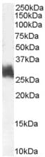 Anti-FRA1 antibody(AB50426)