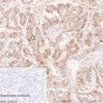 Anti-Prealbumin antibody [EPR3219] - BSA and Azide free(AB239915)