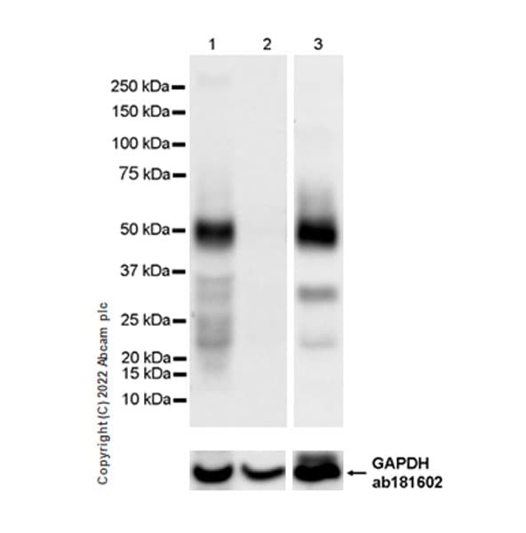 Anti-IRF8 antibody [EPR26382-10] - BSA and Azide free(AB306553)