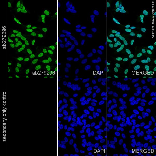 Anti-NeuN antibody [EPR12763] - Mouse IgG2a (Chimeric) - BSA and Azide free(AB279308)