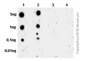 Rsk1 P90 Phospho T359 Antibody E238 Bsa And Azide Free Ab171376  Dot Blot Img18273