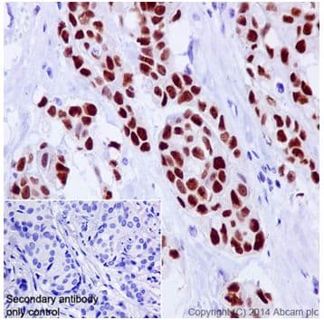 Anti-GATA3 antibody [EPR16651] - ChIP Grade(AB199428)