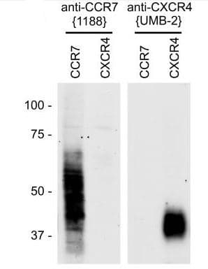Anti-CXCR4 antibody [UMB2](AB124824)