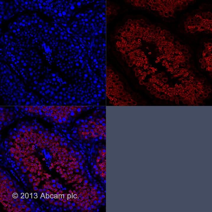 Goat Anti-Rabbit IgG H&L (Alexa Fluor® 555)(AB150078)