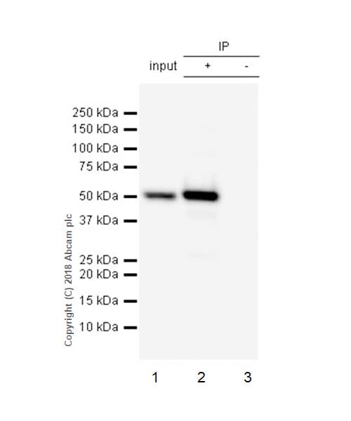 Anti-IRG1 antibody [EPR22066] - BSA and Azide free(AB238169)