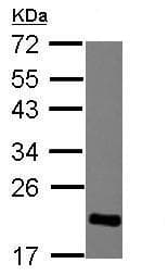 Anti-HP1 gamma/CBX3 antibody(AB227478)