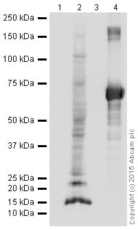 HRP Anti-3-Nitrotyrosine antibody [7A12AF6](AB198491)