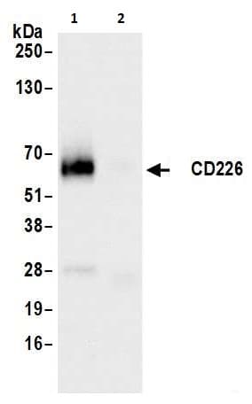 Anti-CD226 antibody [BLR063G] - BSA free(ab264415)