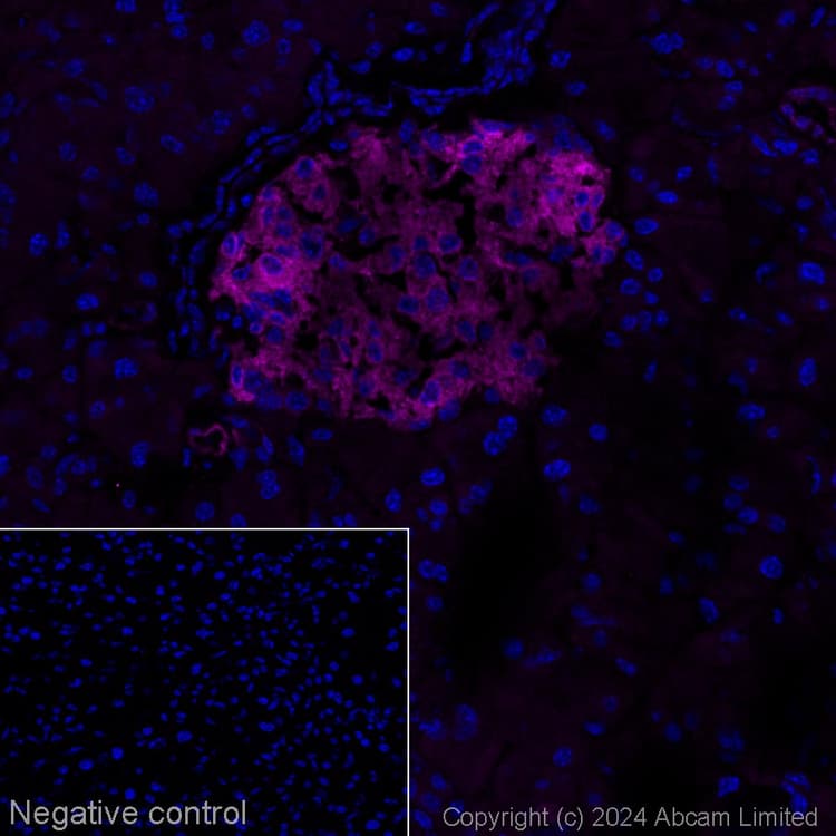 Alexa Fluor® 647 Anti-WFS1 antibody [EPR23801-91](AB322307)