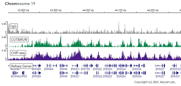 Anti-Histone H3 (tri methyl K9) antibody [EPR16601] - ChIP Grade - BSA and Azide free(AB232324)