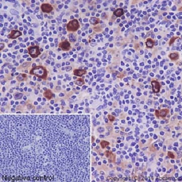 Anti-TARC/CCL17 antibody [EPR15861] - BSA and Azide free(AB232659)