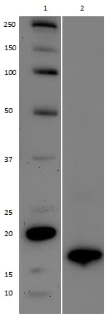 Anti-Histone H3 (di methyl K9) antibody [mAbcam 1220] - ChIP Grade(AB1220)