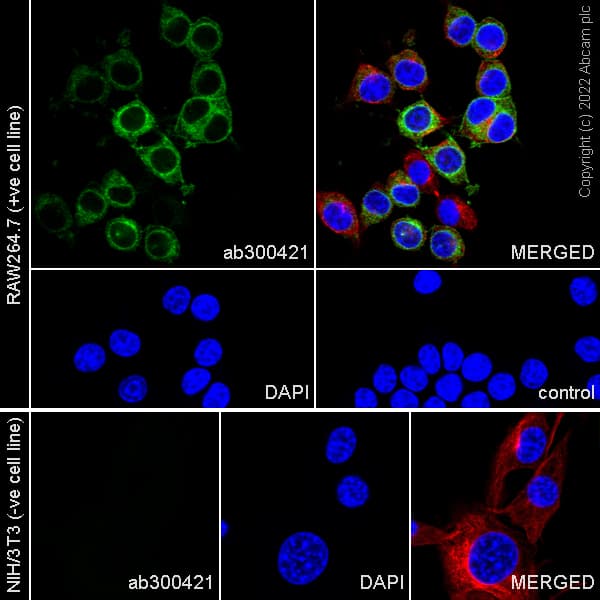 Anti-F4/80 antibody [EPR26545-166](AB300421)