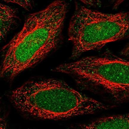 Anti-MafB antibody(AB223744)