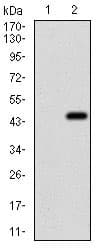 Eif2a Antibody 3a7b11 Ab181467  Western Blot Img138448