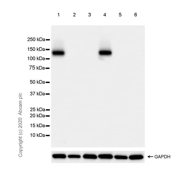 Anti-NMDAR1 antibody [EPR23397-66](AB274377)