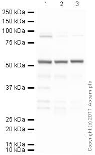 Anti-Tubulin antibody [YL1/2] - Loading Control(AB6160)