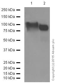 Anti-LAMP2A antibody [EPR4207(2)] - Lysosome Marker(AB125068)
