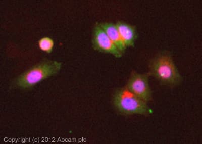 Anti-eIF4E antibody [Y448] - BSA and Azide free(AB240923)