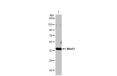 Wnt11 Antibody Ab96730  Western Blot Img449717