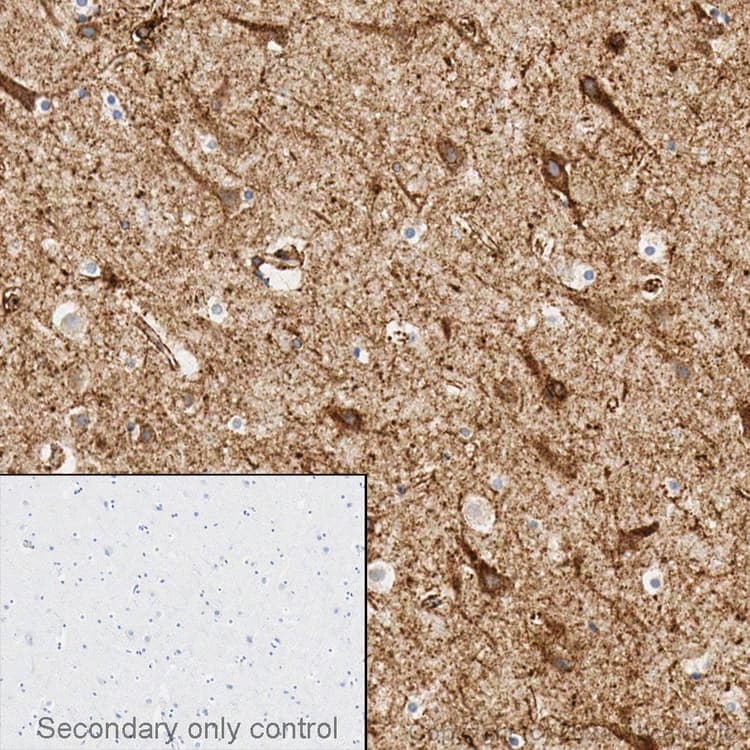 Anti-LRP1 antibody [EPR3724](AB92544)