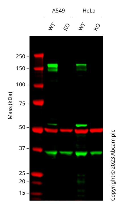 Human EGFR knockout HeLa cell line(AB255385)