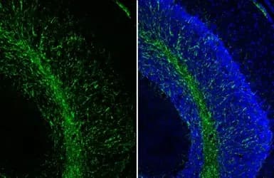 Anti-Myelin basic protein antibody [HL1033] - BSA and Azide free(ab313827)