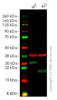 Anti-HMGB1 antibody [EPR3507](AB79823)