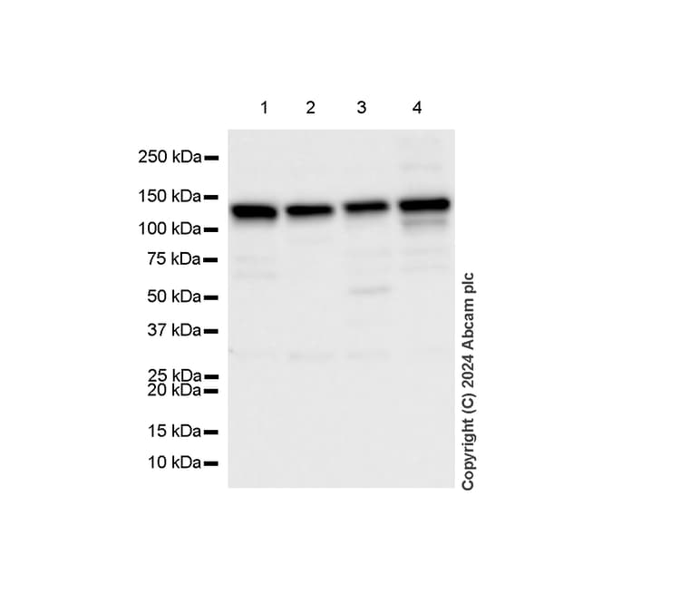 Anti-MCM2 antibody [RM1146] - BSA and Azide free(AB317753)