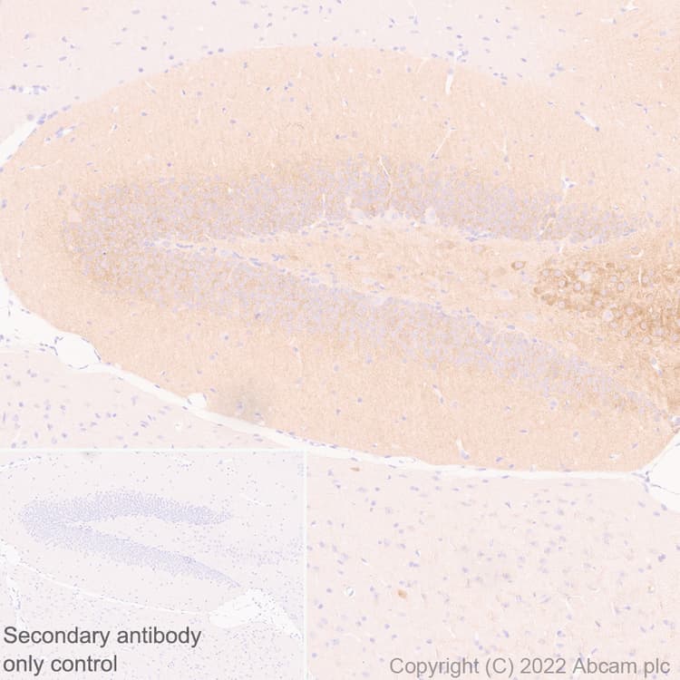 Anti-TRPC5 antibody [N67-15] - BSA and Azide Free(AB306596)