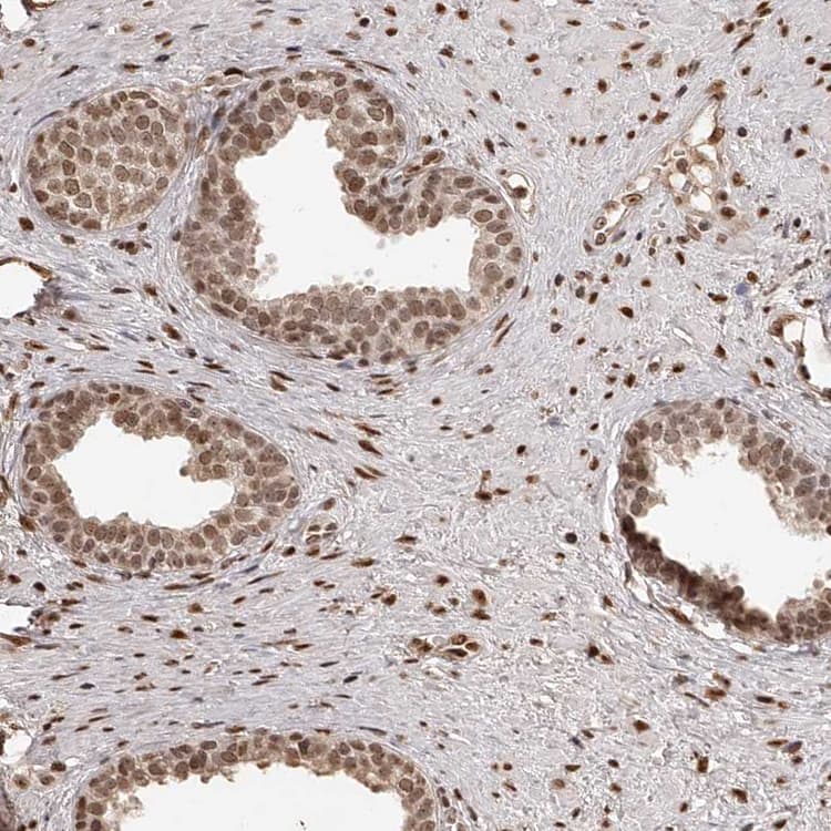 Znf503 Antibody Ab254715  Immunohistochemistry Formalin Pfa Fixed Paraffin Embedded Sections Img20386