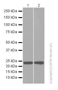Anti-RAB7 antibody [EPR7589](AB137029)