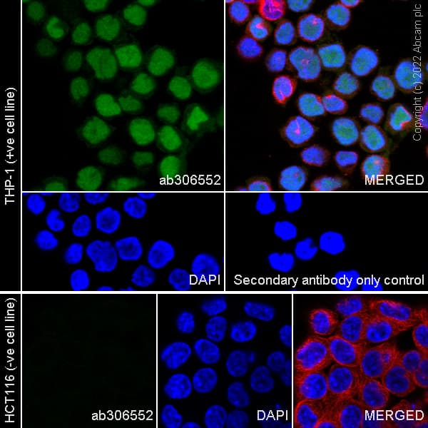 Anti-IRF8 antibody [EPR26382-10] - BSA and Azide free(AB306553)