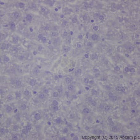Olfactory Marker Protein Omp Antibody Epr19157 Bsa And Azide Free Ab250713  Immunohistochemistry Formalin Pfa Fixed Paraffin Embedded Sections Img52798