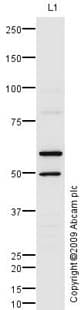 Anti-PHD finger protein 1/PHF1 antibody(AB80042)