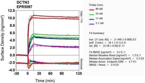Dctn3 Antibody Epr5097 Ab124674  Oi Rd Scanning Img139228