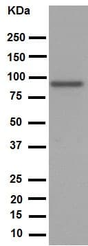 Anti-SATB2 antibody [EPNCIR130A](AB92446)