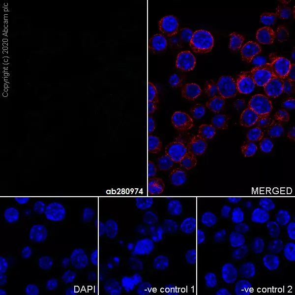 Goat Anti-Rabbit IgG H&L (Alexa Fluor® 594)(AB150080)