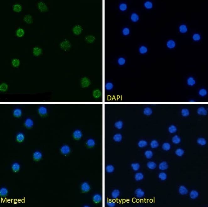 Tim 4 Antibody 5g3 Ab288425  Immunocytochemistry Immunofluorescence Img178861