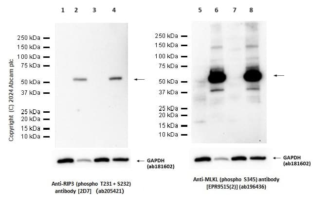 Anti-MLKL (phospho S345) antibody [EPR9515(2)](AB196436)