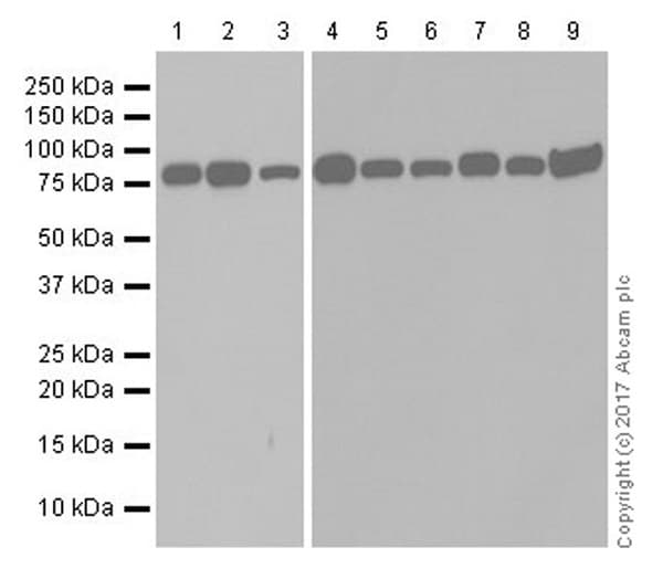 Torc2 Antibody Epr20219 Bsa And Azide Free Ab240282  Western Blot Img4030