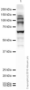 Anti-O-Linked N-Acetylglucosamine antibody [RL2](AB2739)