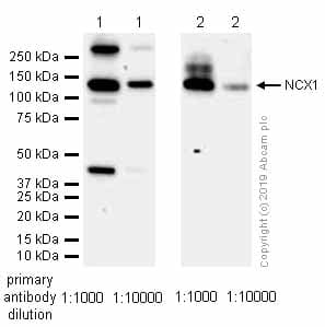 Anti-NCX1 antibody [EPR12739](AB177952)