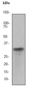 Anti-LDH-C antibody [EP1746Y] - BSA and Azide free(AB284694)