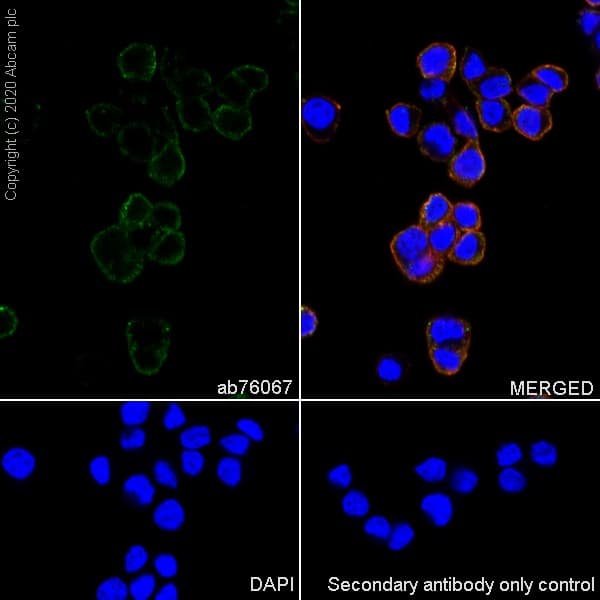 Anti-nNOS (neuronal) antibody [EP1855Y](AB76067)
